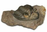 Flying Zlichovaspis Trilobite - Orange Eye Preservation #339540-2